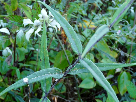 {Helianthus smithii}